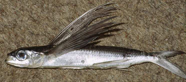Exocoetus volitans_07